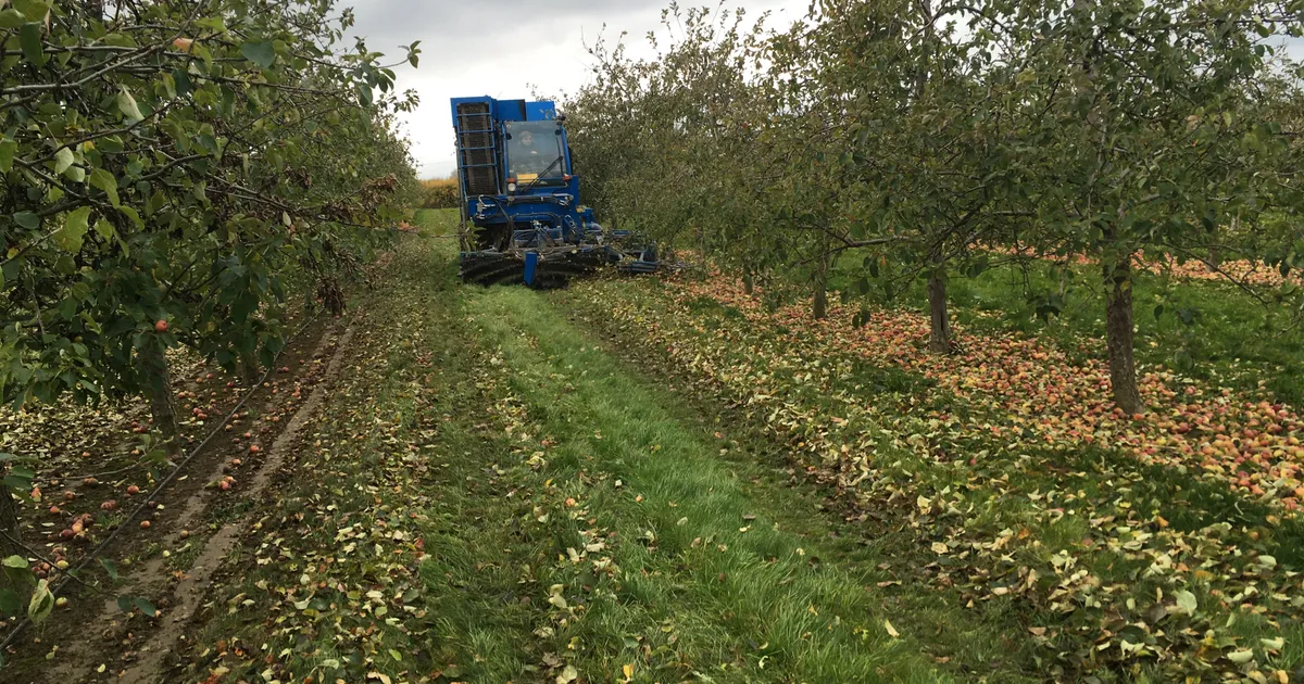 Berührungsloser Winkelsensor bei der Apfelernte