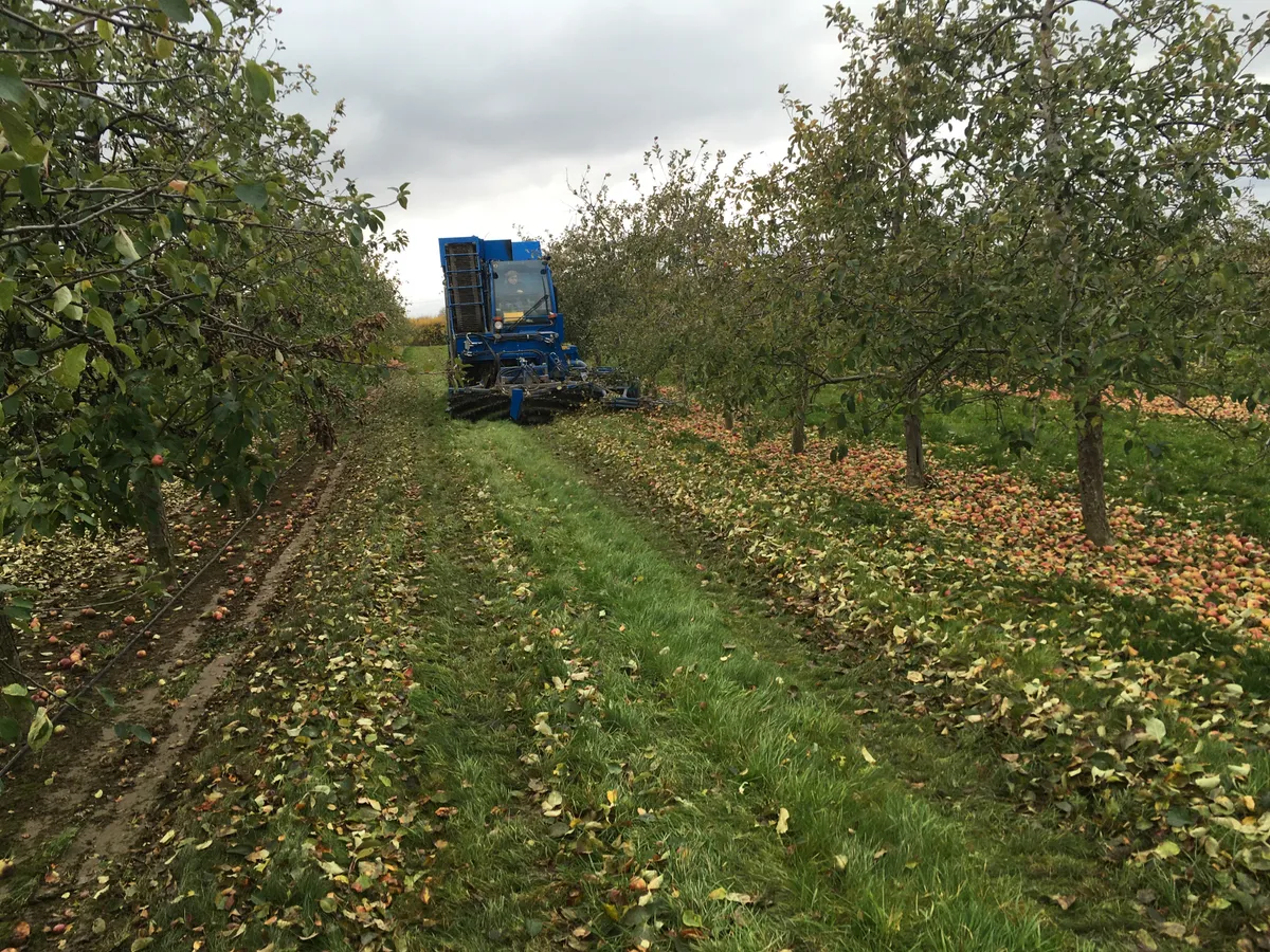 Berührungsloser Winkelsensor bei der Apfelernte